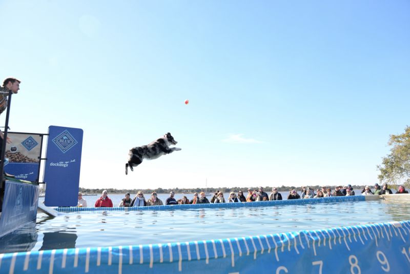 An Australian Shepherd took the leap.