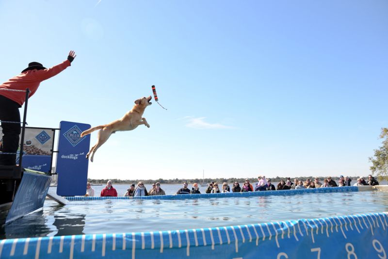 Deb Feller&#039;s yellow lab Doni jumped 24&#039;11&quot;. The Dock Dogs world record is 31&#039;.