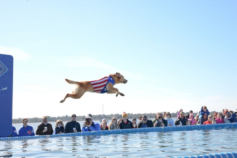 Superman or Superdog?