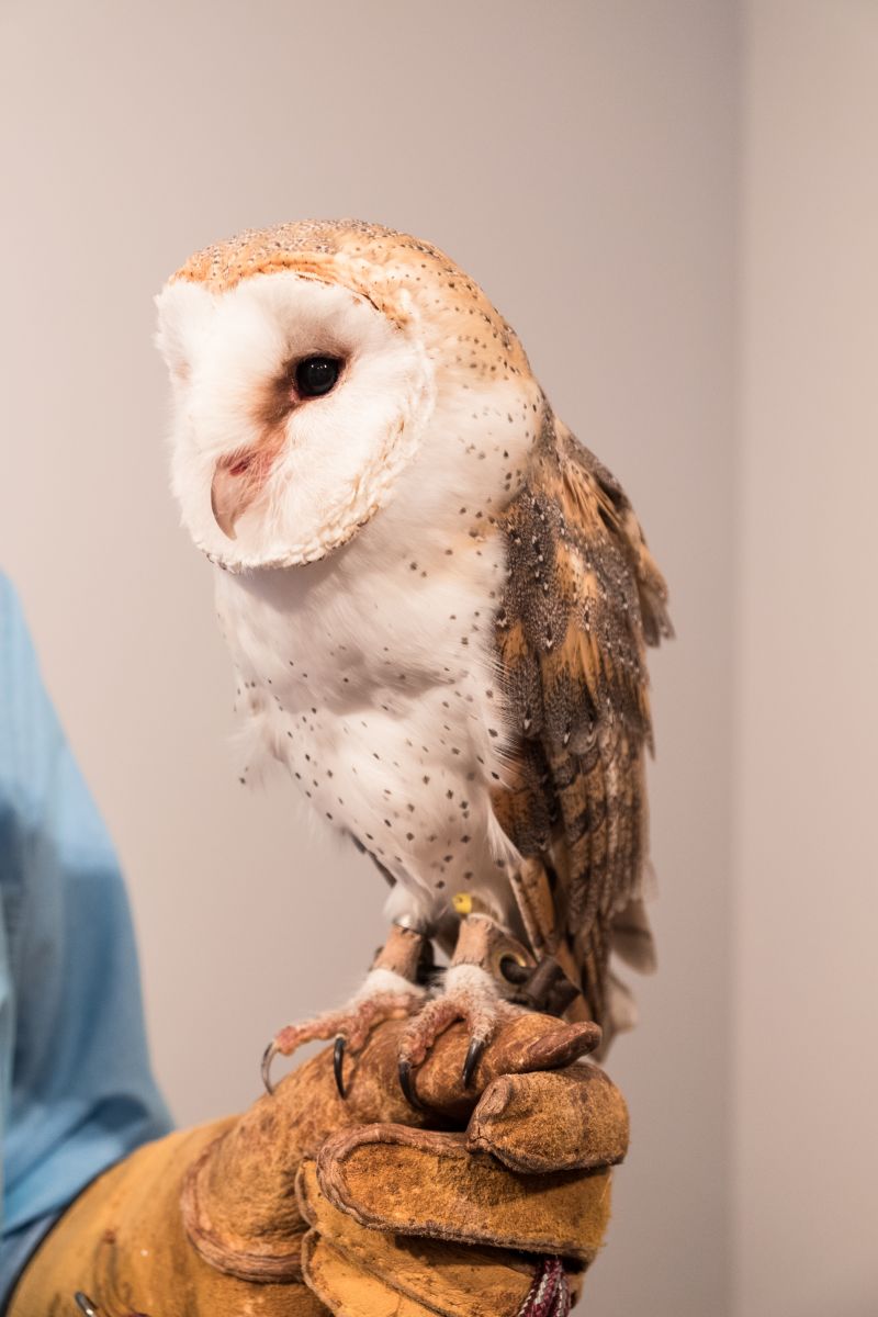 An owl visitor from The Center for Birds of Prey