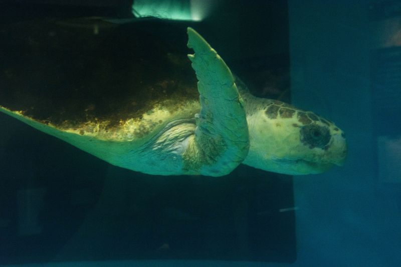 The sea turtle exhibit was a favorite among guests.