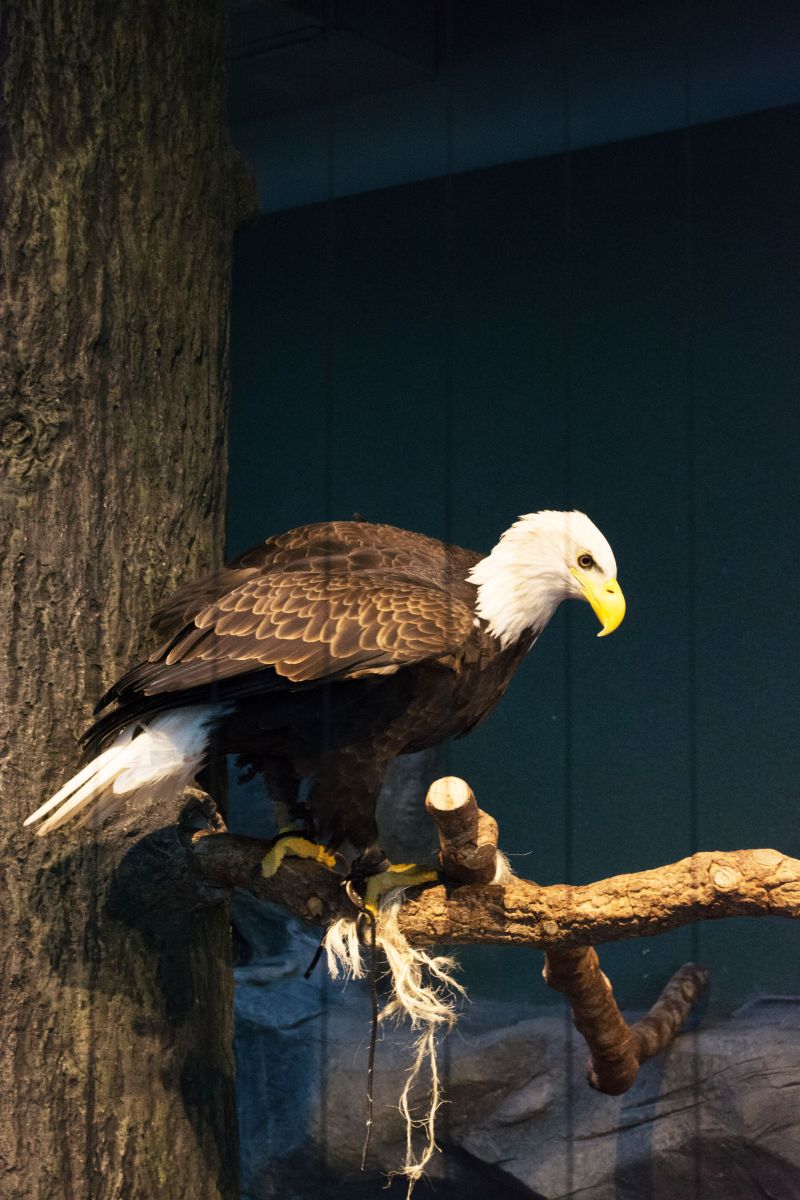 Most exhibits, including the Mountain Forest where this bald eagle resides, were open to guests.