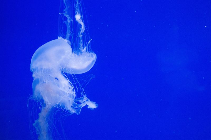 A jellyfish in the coast exhibit