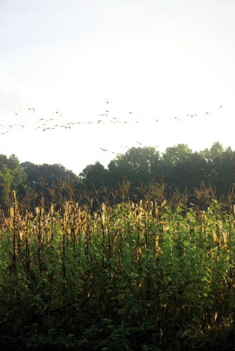 Photograph by Sarah Knowlton