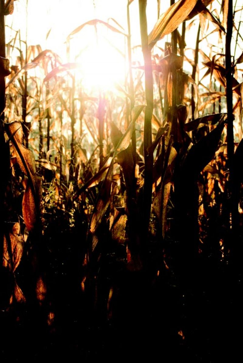 Photograph by Sarah Knowlton