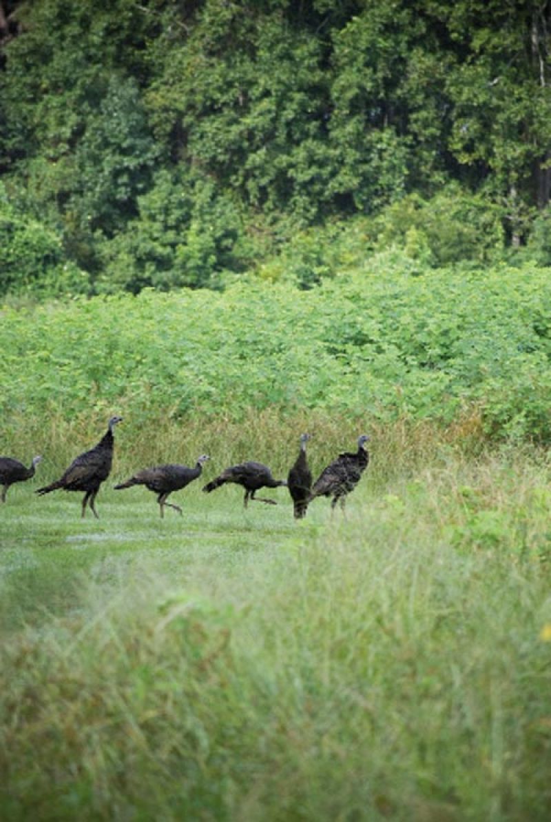 Photograph by Sarah Knowlton