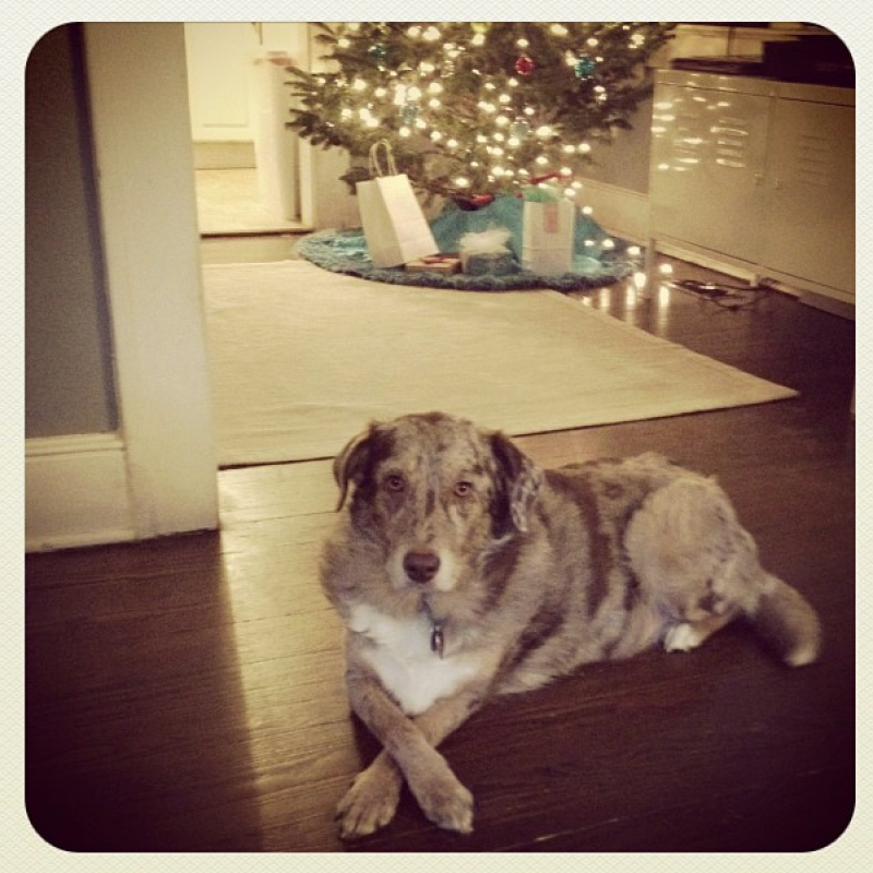 Digital Director, Rory Gruler&#039;s dog Kirra