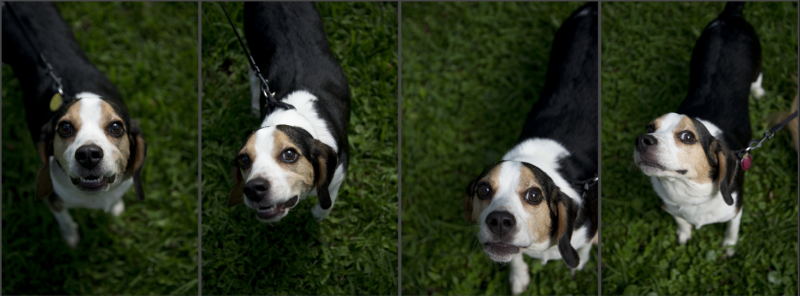Editor-In-Chief, Darcy Shankland dog Baru