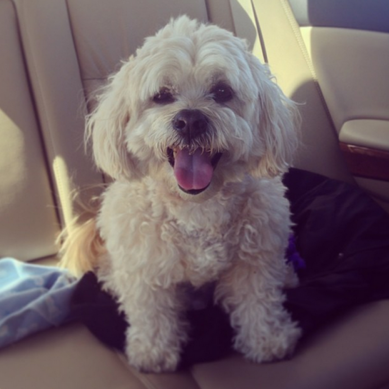 Art intern, Abby Murphy&#039;s dog Joey
