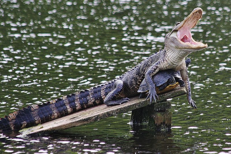 HONORABLE MENTION Amateur category: Swamp Friends by Amy Gorby; “These two seemed unlikely friends.  They were happily sunning together until the gator got restless.  The turtle ended up in the water. Photo taken April 2016 at the Audubon Swamp Garden.”