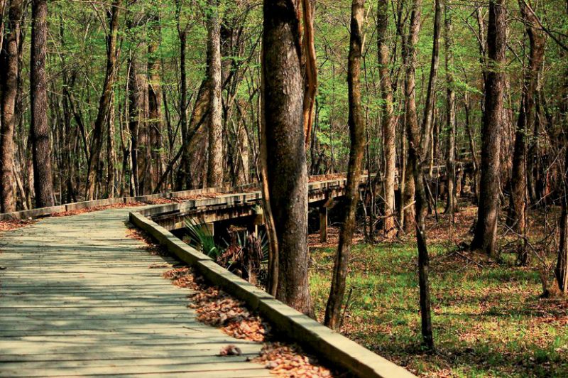 2. The Palmetto Trail