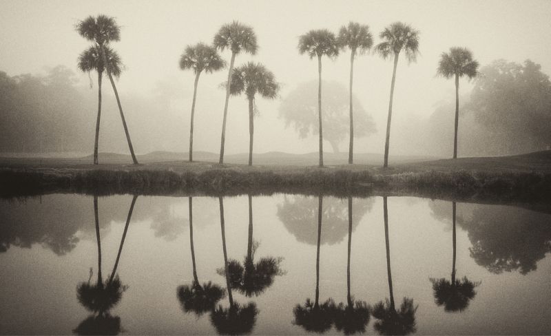 A row of palms mirrored in a pond on Kiawah Island.