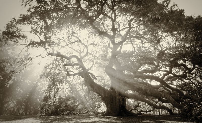 On John’s Island, the sprawling limbs of the centuries-old Angel Oak are transformed by heavenly light.