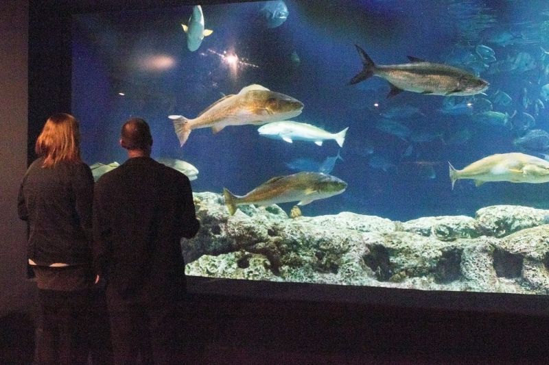 Guests break from the festivities to take in oceanic exhibits.
