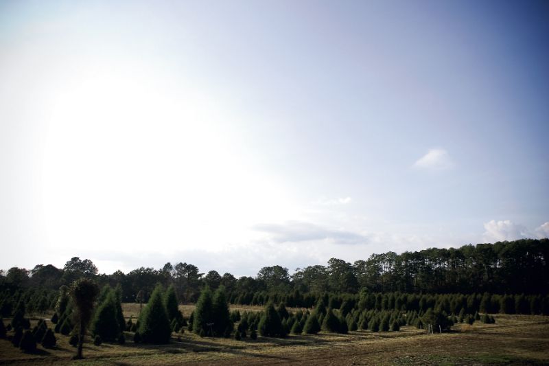 coaxing Christmas wishes from happy young tree hunters.