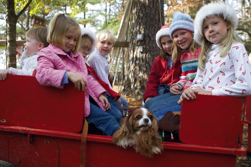 Toogie the Talking Tree is all sparkle and magic