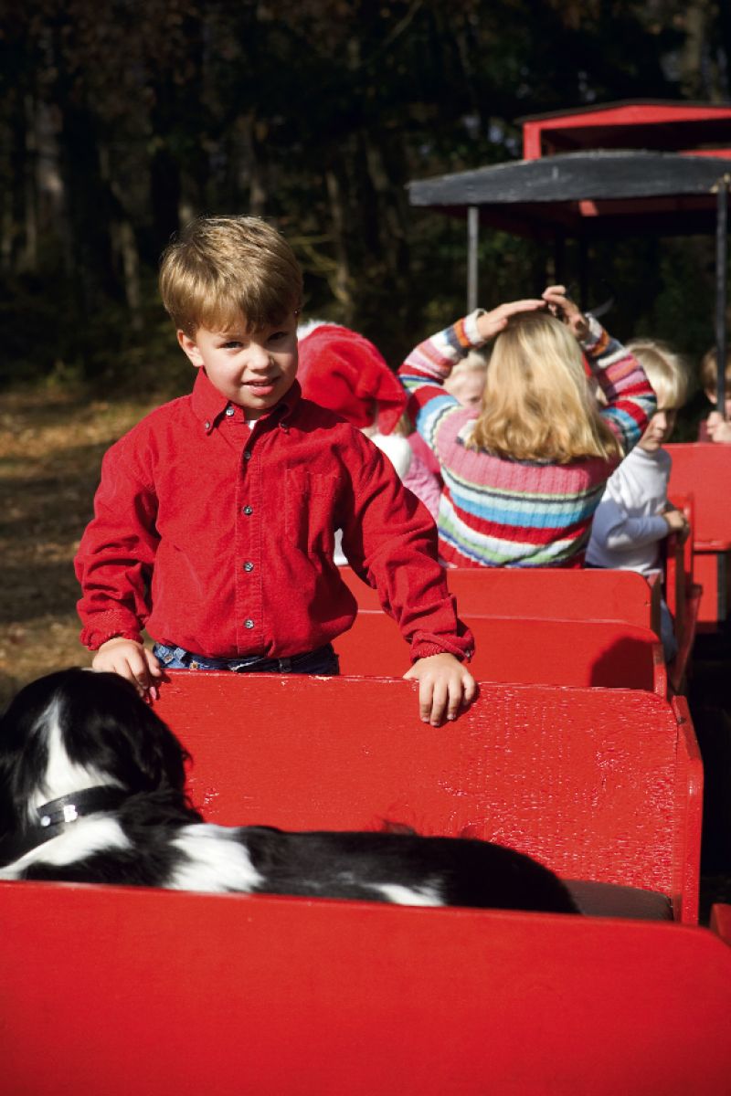 including  towering cedars that deck some of Charleston’s grandest halls