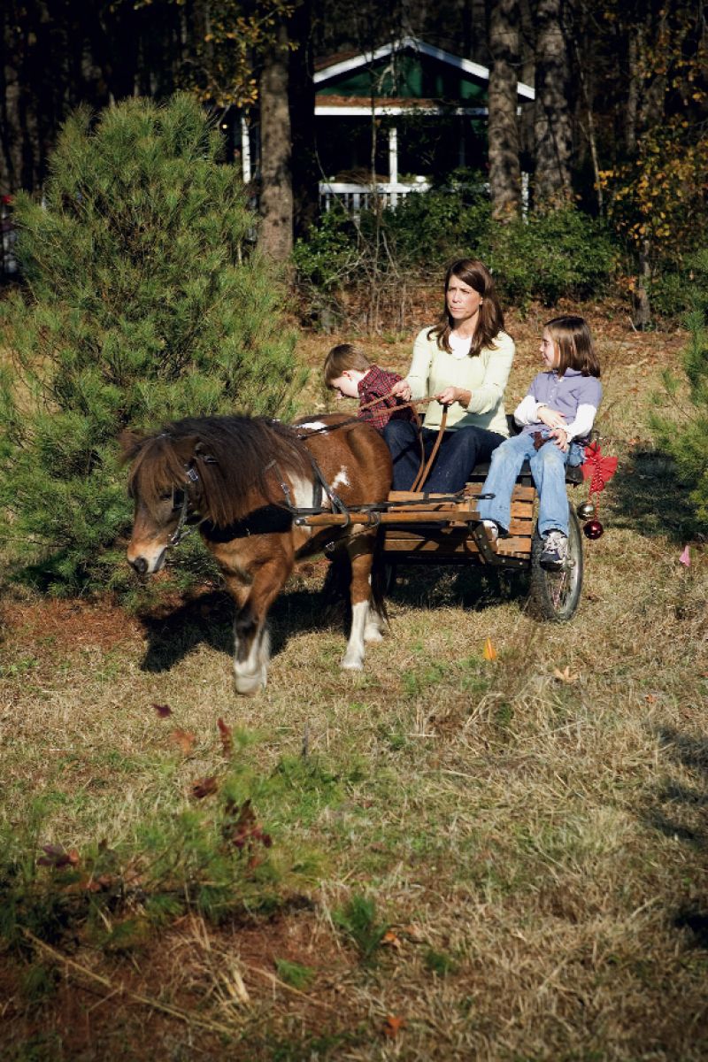 Whether hauling trees