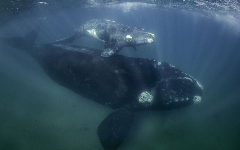 North Atlantic Right Whale (Eubalaena glacialis) - A massive right whale mama and her calf; Read more about these mammals at <a href="https://www.fisheries.noaa.gov/species/north-atlantic-right-whale">https://www.fisheries.noaa.gov/species/north-atlantic-right-whale</a>.