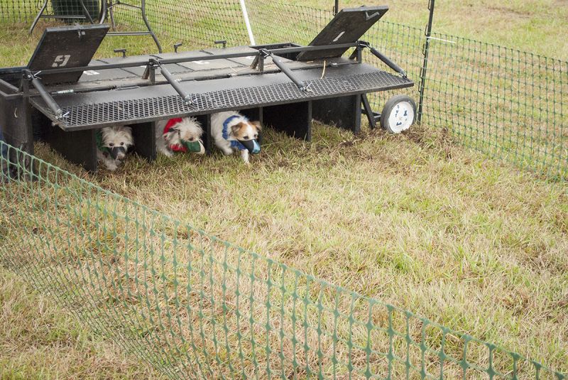 Terriers get ready for their big race