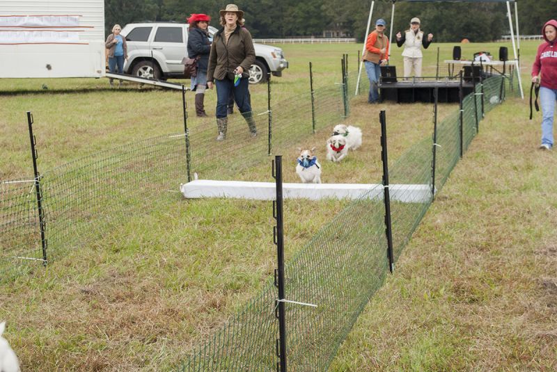 Terriers bolt down the race lane