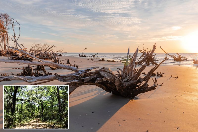 Before &amp; After: Prior to Hurricane Hugo, Bulls Island had a lush maritime forest of grand oaks and loblolly pines, among other vegetation (left). Thirty-five years later, the undeveloped barrier island is a living laboratory for observing how natural systems respond after a catastrophic event.