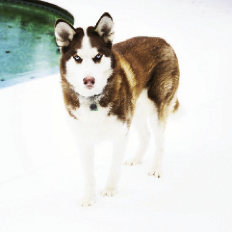 Art Intern, Callie Cranford&#039;s dog Cody