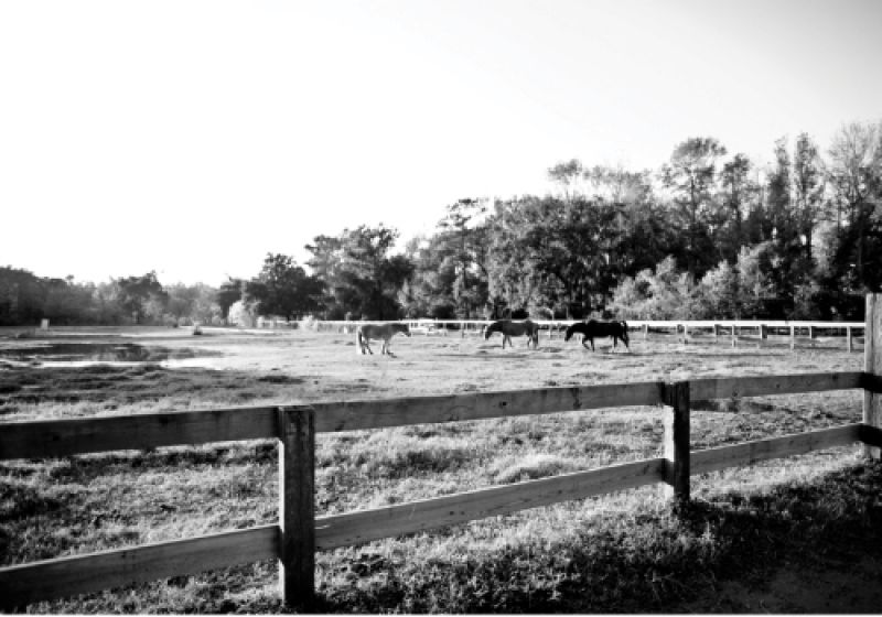 WIDE OPEN SPACES: Guests enjoyed Lowcountry views during the post-ceremony cocktail hour at Johns Island’s Stono River Riding Academy.