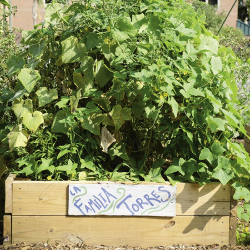 Elliotborough Community Garden
