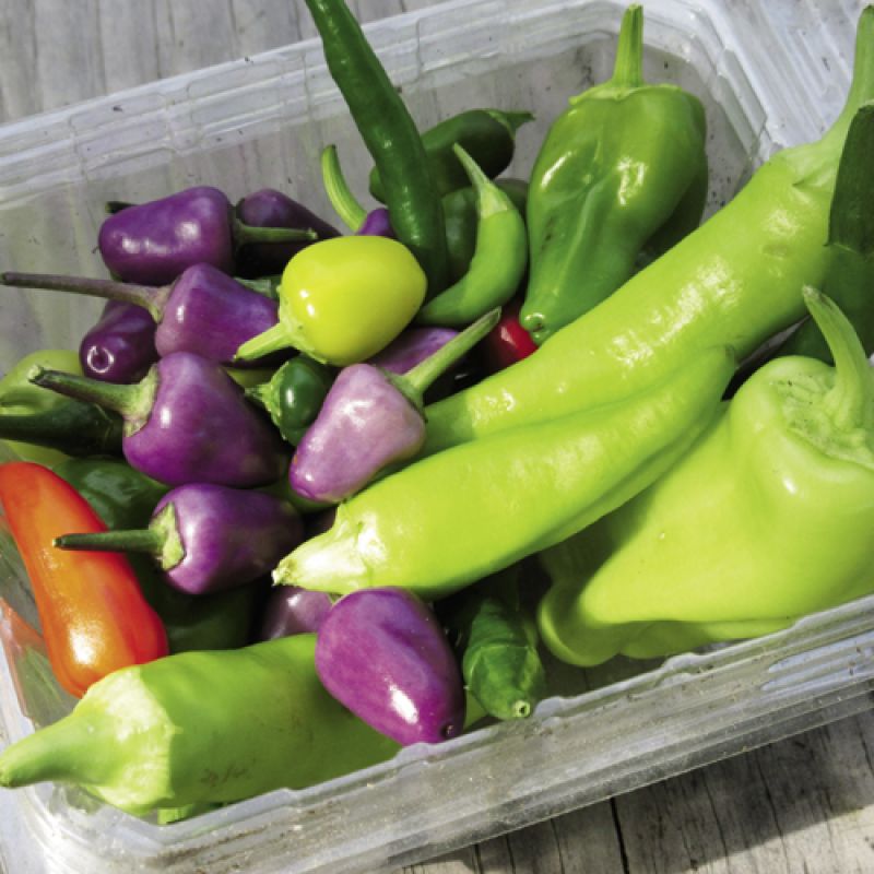 A Chicora Place Community Garden pepper harvest