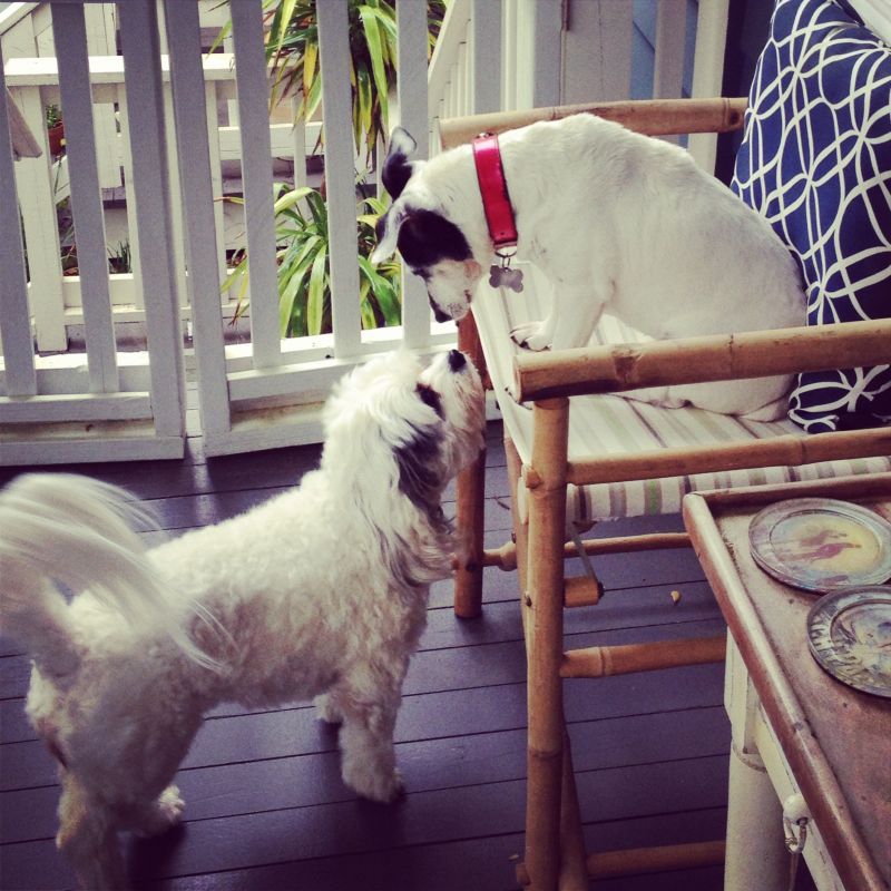Lola &amp; Coconut, Jack Russell Terrier and Bichon Mix