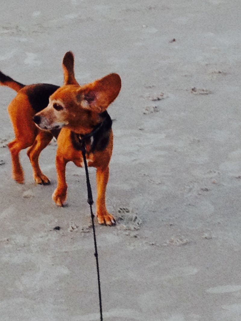Cash,  Beagle