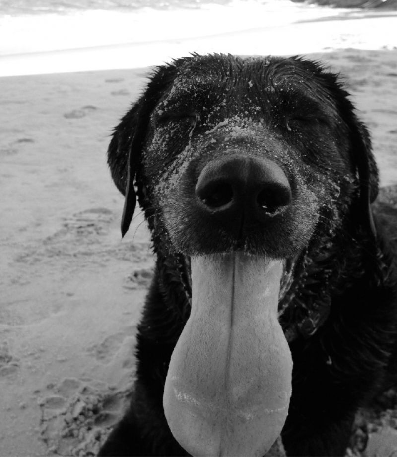 Beck, Labrador Retriever