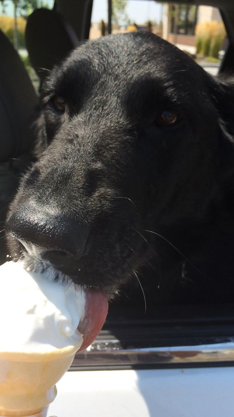 Folly, German Shepherd