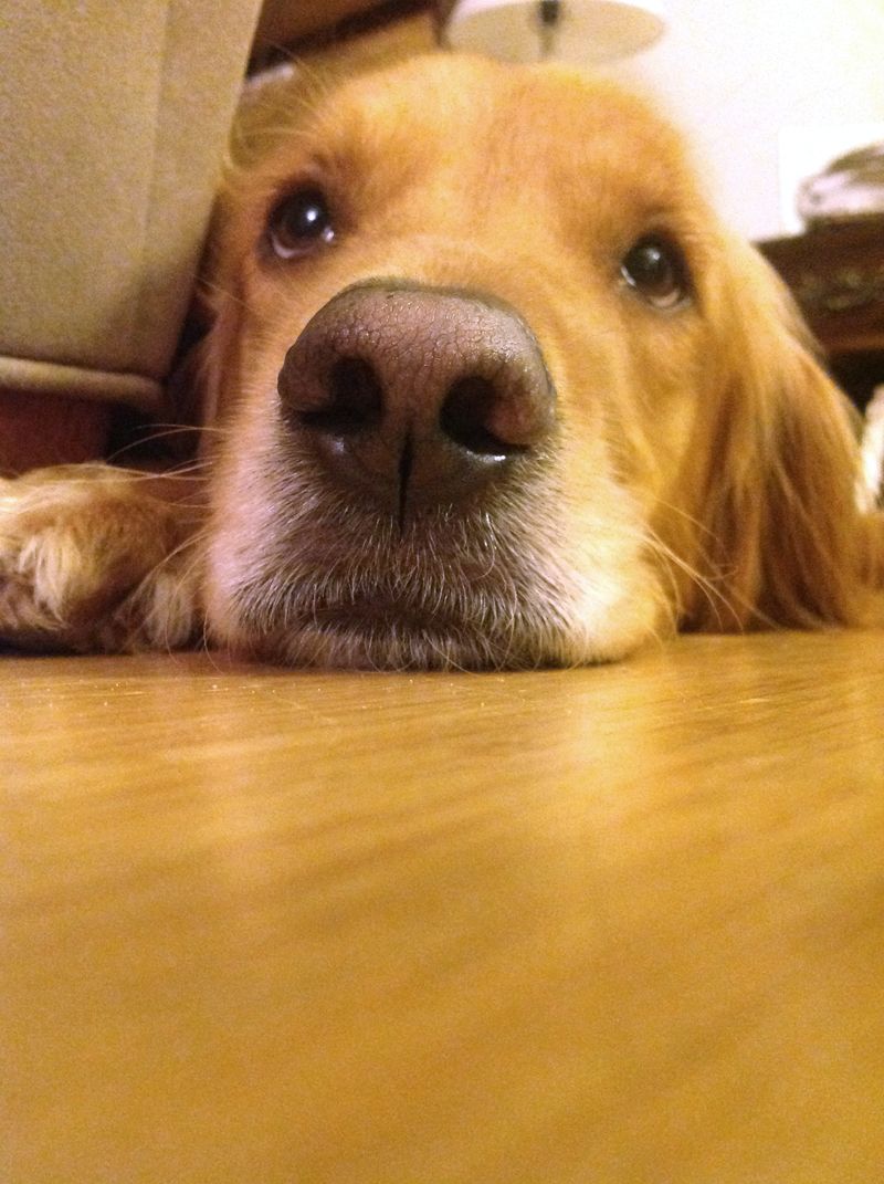 Sienna, Golden Retriever