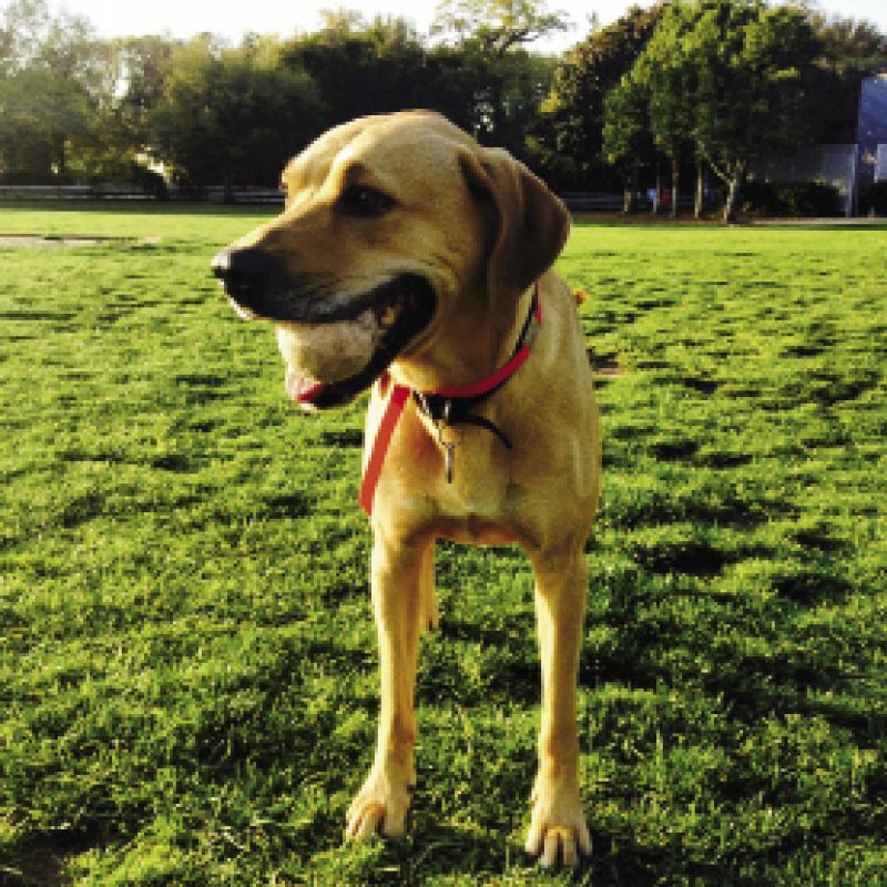 Advertising Traffic Manager &amp; Social Media Coordinator, Rachel Cope&#039;s dog Kaia