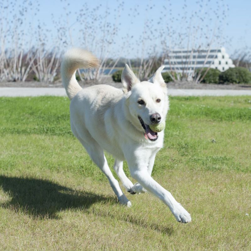 Art Assistant, Ruta Elvikyte dog Kenji