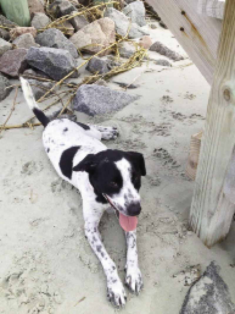 Senior Art intern, Mac Kilduff&#039;s dog Arya
