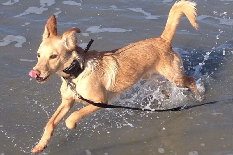 Editorial Assistant, Diana Barton&#039;s dog Maddie
