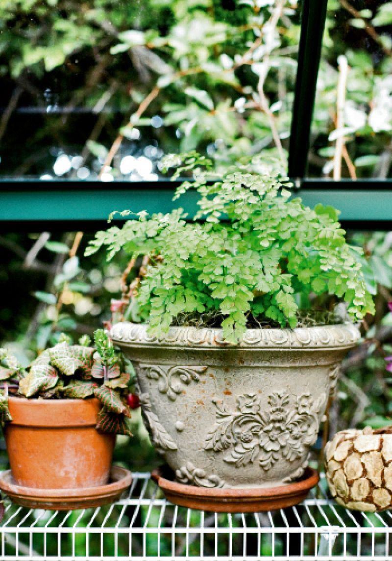 maidenhair_fern_0_0.jpg