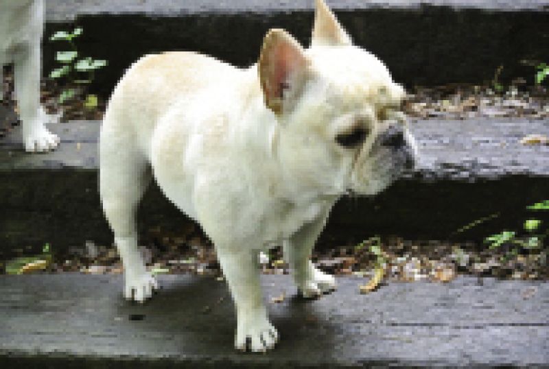 Contributing Food Editor,  Marion Sullivan&#039;s dog Estelle