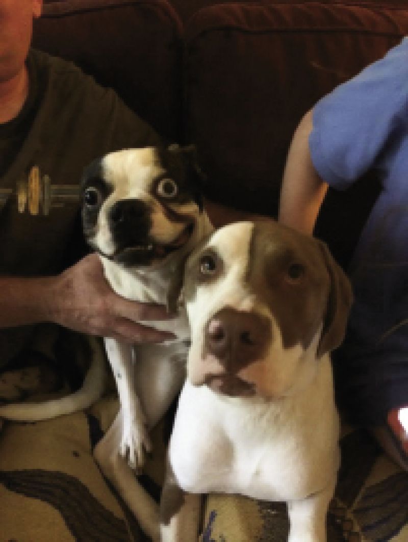 Art Director, Melinda Smith-Monk&#039;s dogs Mr. Fong &amp; Hank