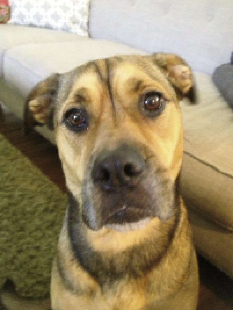 Special Events Director Naomi Russell&#039;s dog Lulu Mai