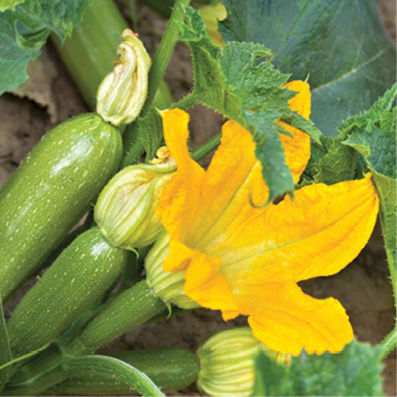 Squash (Cucurbita pepo)