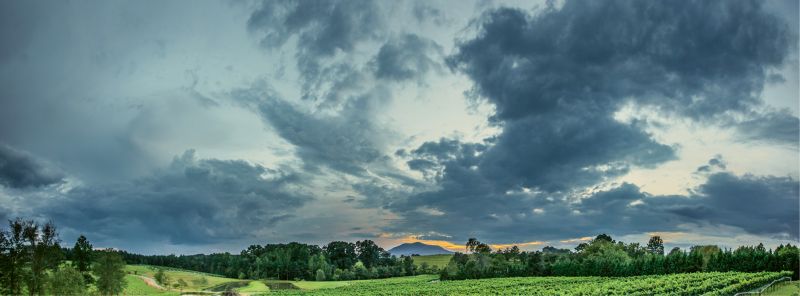 Parker-Binns Vineyards in Mill Spring