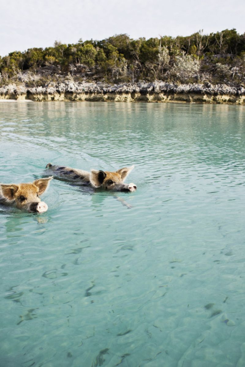 The famous swimming pigs roam free on an island near Staniel Cay.