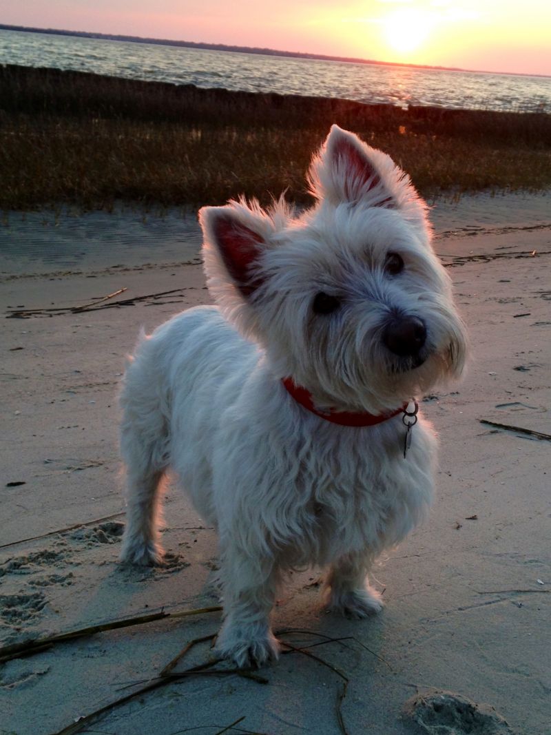 Senior Account Executive, Ellen Forbes&#039; dog Murphy