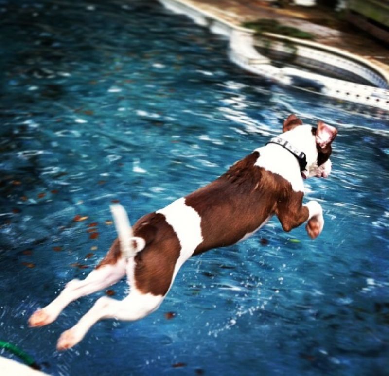 Art Director, Melinda Smith-Monk&#039;s dog Hank
