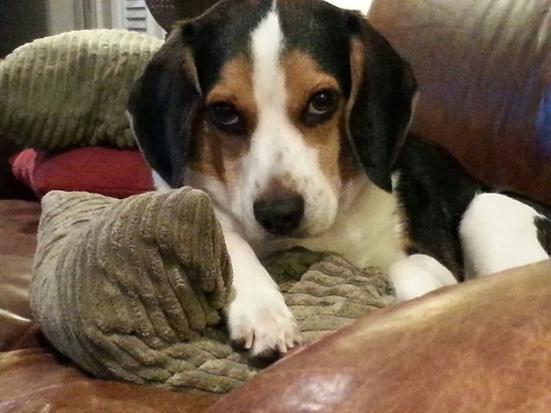Editor-In-Chief, Darcy Shankland dog Baru