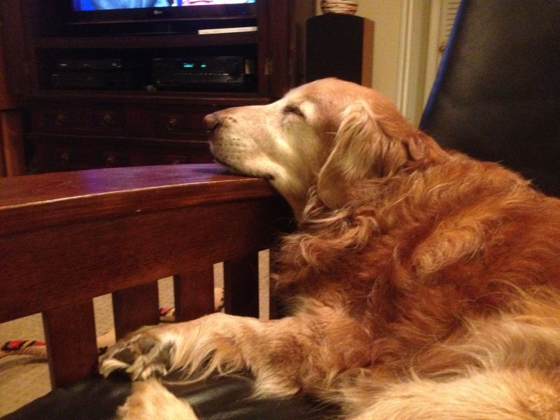 Editor-In-Chief, Darcy Shankland dog Riley